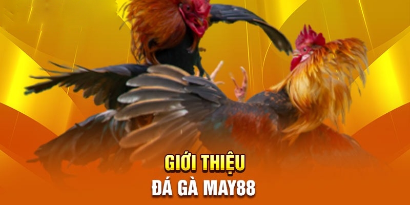 Giới thiệu tổng quan về chuyên mục đá gà May88